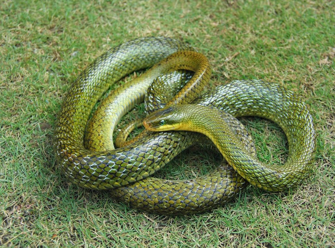 Love and Relationships: Who is the Green Snake Compatible With?