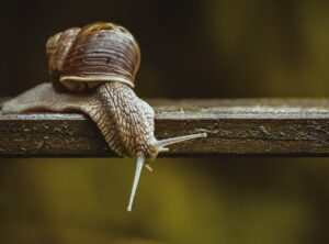 Why Widdeadvi Running Slow